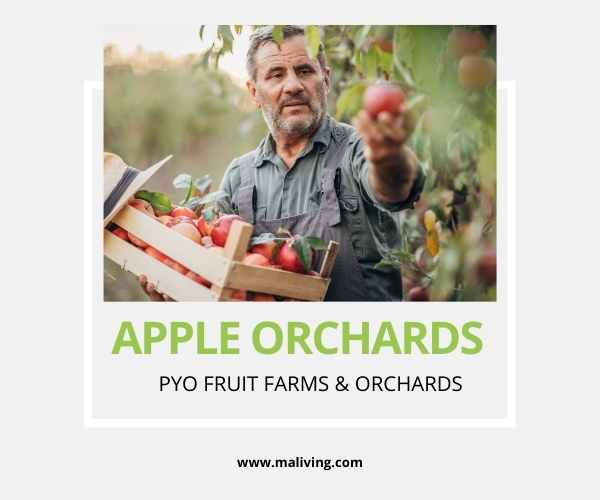 MA Apple Orchards PYO Fruit Apple Farms in Massachusetts